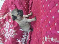 Gen garantili pug 10 yıl tecrübe