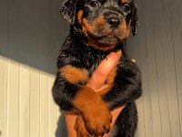 Rottweiler Yavrularımız