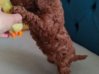 Show kalite toy poodle lar petmode köpek çiftliğinde