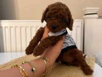 Baba Kore Anne Toy Red Borow Poodle
