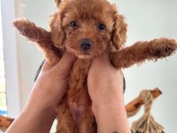 MİNİK TOY POODLE YAVRULARI YENİ SAHİPLERİNİ ARIYOR