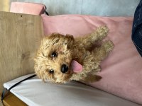 Eğitimli Toy Poodle