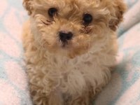 Maltipoo yavruları