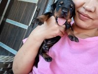 Şecerli Doberman Yavrularımız