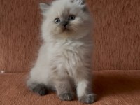 Chocolate point tatlı scottish straight prenses