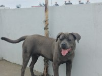 Cane corso blue 8 aylık erkek