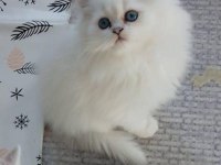 BRİTİSH LONGHAİR YAVRU KEDİLER