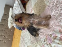 5 aylık anne baba scrli yorkshire terrier yavrularımız