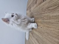 British longhair 2 aylık beyaz melek