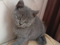 Yavru kedimi sahiplendirmek istiyorum