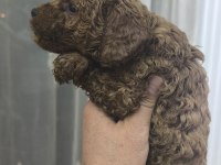 BEBEK KÖPEKLERİM YENİ AİLESİYLE TANIŞMAYA HAZIRLAR