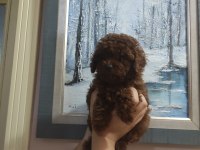 EN UYGUN EN GARANTİ BOY KORE POODLE