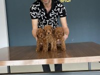 shoooowwww kalite maltipoo yavrular ankara mağazamızda 