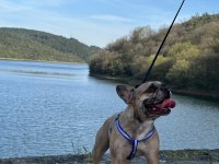 5 yaşında erkek french bulldog