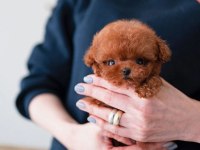 GÜLLÜ KIZIMIZIN MÜKEMMEL YAVRUSU TOY POODLE