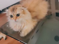 Full şecereli şampiyon ebeveynlere sahip scottish fold
