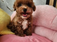 Sevimli Maltipoo Yavrularımız