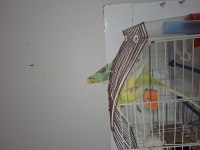 3 aylık kendi muhabbet kuşu yavrum