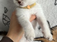 Minik British Shorthair Bebeğimiz
