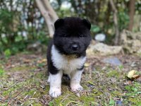 Sevimli akita ayıcıklar