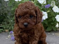Toy Poodle Köpeği
