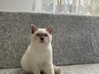 British shorthair yavrumuza yeni yuva arıyoruz