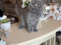 Safkan British Shorthair Yavru