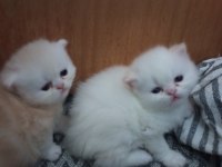 İki erkek saf İran kedisi biri beyaz biri kırık beyaz