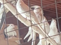 Kendi sultan papağanı yavrularım