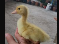 Ördek bulunur dostlarım çoluk çocuğunu sevindir
