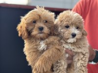 Petmode köpek çiftliğinden maltipoo yavrularımız