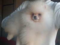 Orijinal pomeranian boo