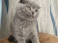 45 günlük erkek scottish fold (kırık kulak)