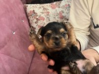 1 aylık yorkshire terrier