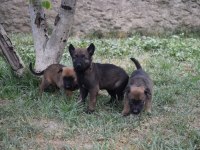 A kalite dişi Malinois Yavrular