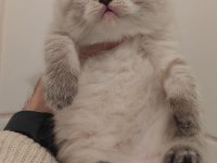 British longhair kedimiz için ulaşın