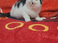 Full şecereli şampiyon kan hattı exotic shorthair snoppy