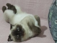 British shorthair çikolata point