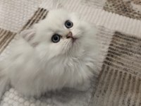 British Longhair Safkan Yavrumuz