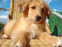 Şekeristan'lı 3 aylık bebek border collie