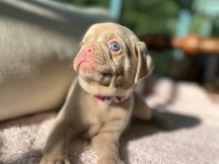 Pug mops (pink)