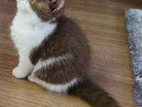 Cinnamon Bicolor Dişi British Shorthair