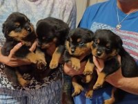 Dişi erkek rottweiler kapıda ödemeli güvenli sistem