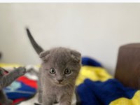 Scottish fold kedisi