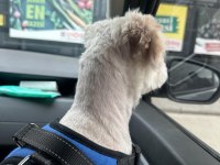 Maltese Terrier