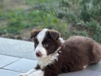 Sağlıklı safkan border collie yavrular
