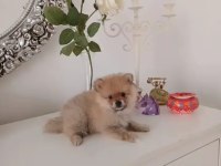 Pomeranian bebişler sıfır boy UYGUN