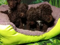 IRK VE SAĞLIK GARANTİ LAGOTTO YAVRULARIMUZ