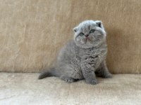 Eşsiz Güzellikte Blue Scottish Fold