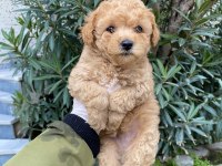 Çok Sevimli Minik Toy Poodle Yavrumuz